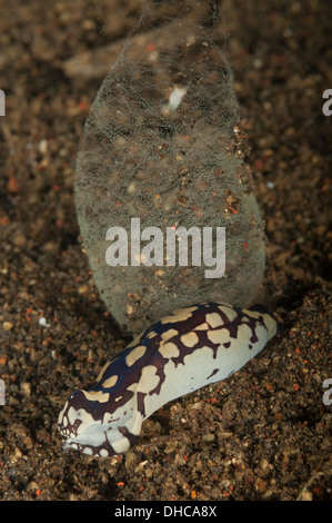 Nudibranch headshield slug laying eggs Stock Photo