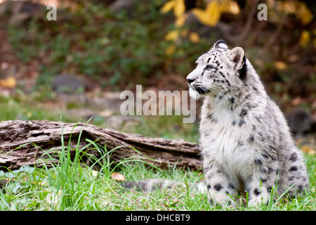 Baby Snow Leopard Stock Photo