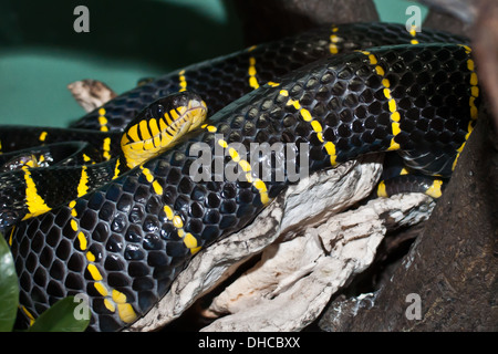 Mangrove Snake Stock Photo