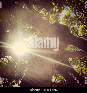 Boy Climbing Tree with Sun Flare Stock Photo