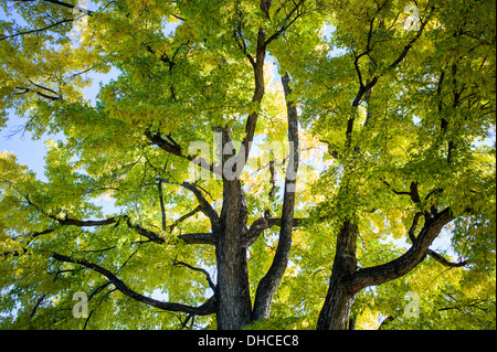 American Elm tree in fall foliage color, The Broadmoor, historic luxury ...