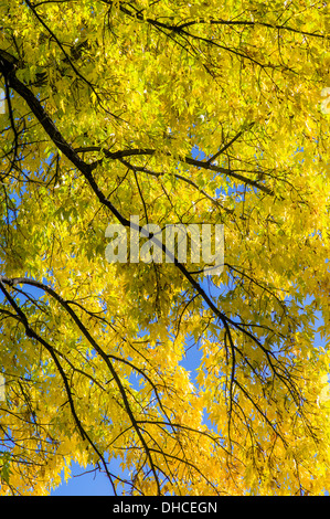 American Elm tree in fall foliage color, The Broadmoor, historic luxury hotel and resort, Colorado Springs, Colorado, USA Stock Photo