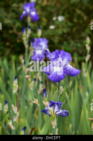 Beautiful and colorful Iris. Stock Photo