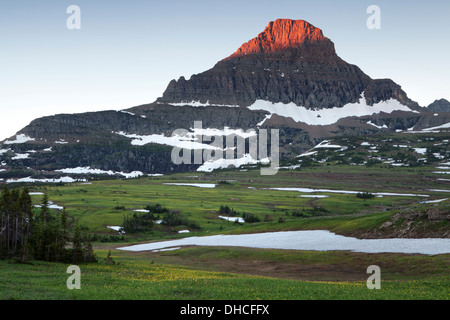 Early light on Reynolds Peak above meadows of Glacier Lilies at Logan Pass, Glacier National Park, Montana. Stock Photo