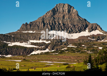 Bighorn sheep rest on a ridge at Logan Pass below Reynolds Peak, Glacier National Park, Montana. Stock Photo