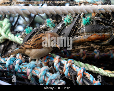 House sparrow, Passer domesticus looking for food inside lobster pots, St Ives harbour, Cornwall, UK