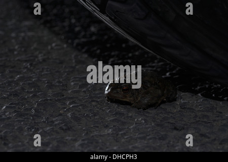 Common toad, bufo bufo, beneath the wheel of a car on buzy main road Stock Photo