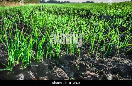 Green shoots emerging in a field. Stock Photo