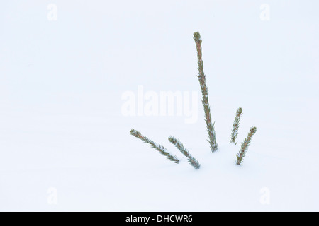 pine sapling covered  with snow Stock Photo