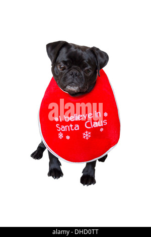 Black Pug Wearing Christmas Bib Stock Photo