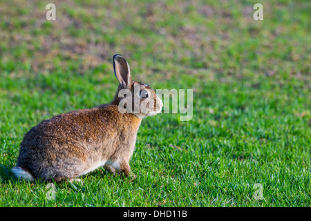 Brown and White Rabbit on Grass Stock Photo