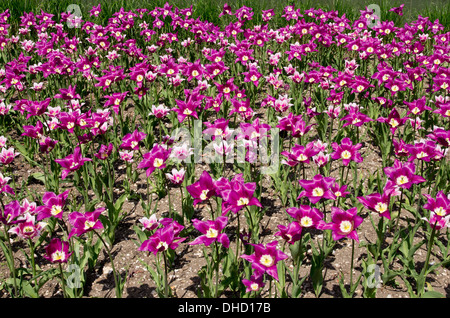 Tulips Purple Dream and Ballade Stock Photo