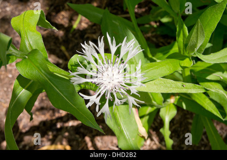 Centaurea Montana Alba Stock Photo