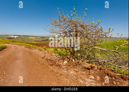 Road  in Golan Stock Photo