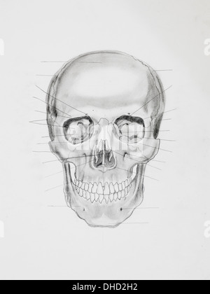 hand drawn pencil illustration, front view of human skull with directive lines pointing at bone parts, on white paper Stock Photo