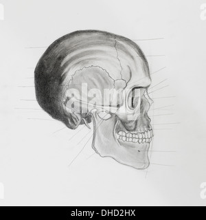 hand drawn pencil illustratin, side view of human skull with directive lines pointing at bone parts, on white paper Stock Photo