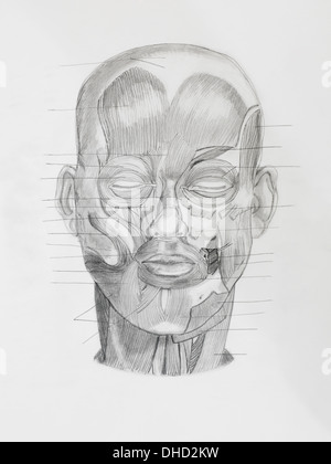 hand drawn pencil illustratin, frontview of human head with directive lines pointing at muscle parts, on white paper Stock Photo