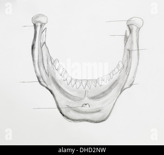 Detail of mandible pencil drawing on white paper Stock Photo