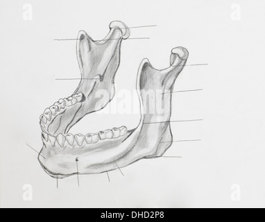 Detail of mandible pencil drawing on white paper Stock Photo