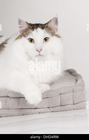 Norwegian forest cat Stock Photo