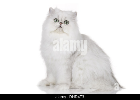 Chinchilla persian cat isolated on white Stock Photo