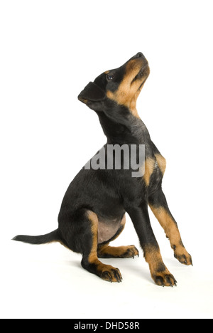 German Hunting Terrier Stock Photo