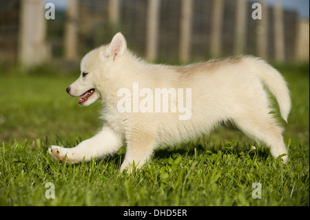 Sibirian Husky Stock Photo