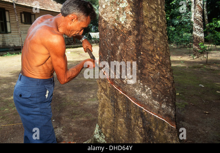 extraction of rubber, rubber tree, belterra village, santarem, state of para, amazon region, brazil, south america Stock Photo