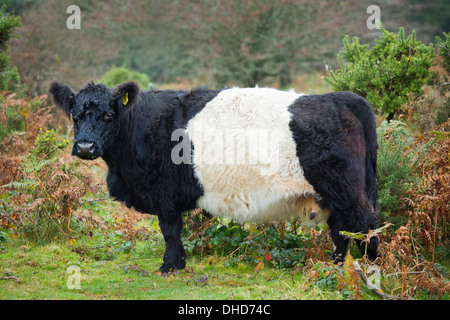 Belted Galloway cow Stock Photo