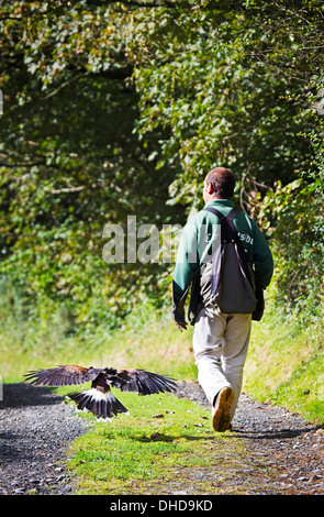 A Falconer training Harris hawk in the westcountry UK Stock Photo