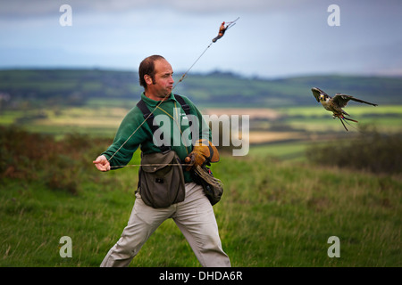 A Falconer training his birds in the westcountry UK Stock Photo