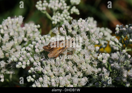 Fiery Skipper on Late-flowering Boneset Stock Photo