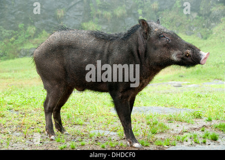 Indian Wild Boar Stock Photo