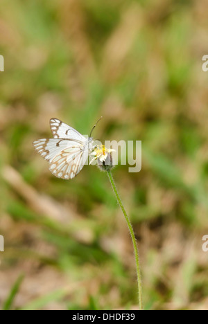 Brown-veined white butterflies Belenois aurota h1 by Alon Meir