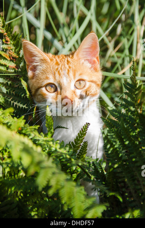 Ginger kitten exploring in garden Stock Photo