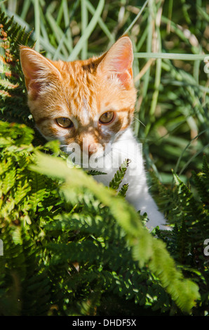 Ginger kitten exploring in garden Stock Photo