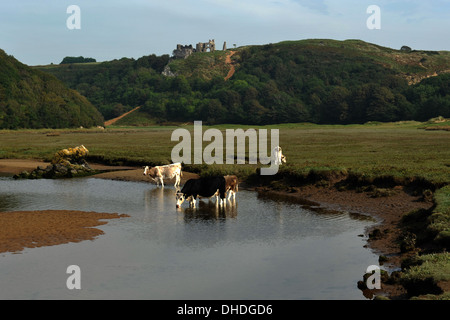 Pennard Castle with Cattle drinking  stream walks,  views on the Gower coastal paths pathways salt marshes erosion river banks Stock Photo