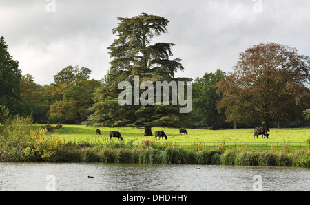 Cattle grazing in an English Meadow with river in the foreground and stormy skies above Stock Photo