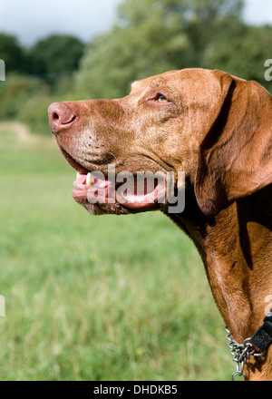 Head shot of Hungarian Vizsla dog in field Stock Photo