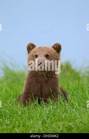 Cute curious Eurasian brown bear / European brown bear (Ursus arctos arctos) cub sitting on riverbank / lake shore Stock Photo