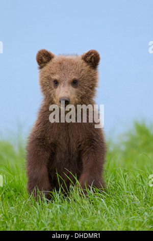 Cute curious Eurasian brown bear / European brown bear (Ursus arctos arctos) cub sitting upright on riverbank / lake shore Stock Photo