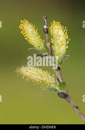 Creeping Willow Salix repens Salicaceae Stock Photo