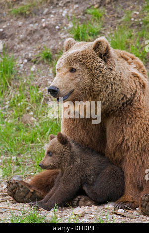 Eurasian brown bear / European brown bear (Ursus arctos arctos) mother with cub Stock Photo