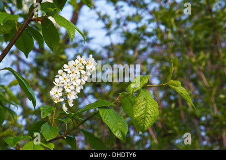 Bird Cherry Prunus padus blossom Stock Photo