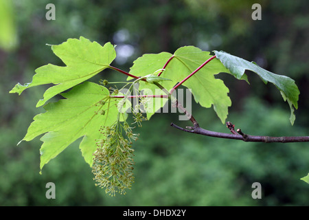 Acer pseudoplatanus, Sycamore Maple Stock Photo