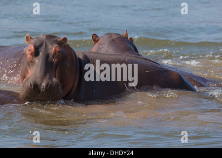 Hippopotamus in the Zambezi river looking at camera Stock Photo