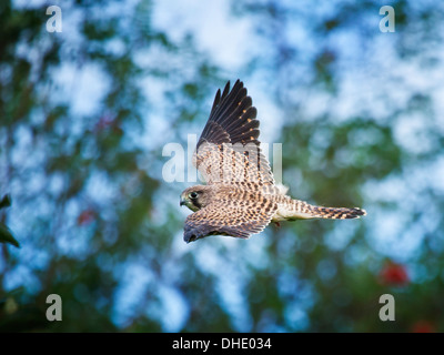 Kestrel in flight Stock Photo