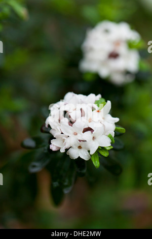 Hybrid Daphne flower - Virginia USA Stock Photo