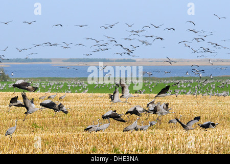 Common / Eurasian crane (Grus grus) flock taking off from maize stubble near Baltic Sea shore, Hohendorf, northern Germany.