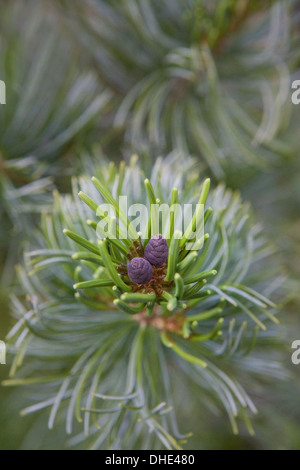 Female cones on a Chinese White Pine, Pinus armandii. Stock Photo